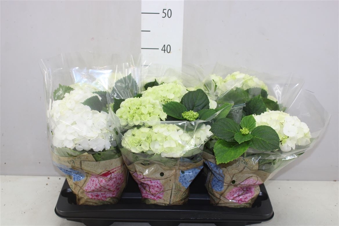 <h4>Hydrangea Schneeball 4-5</h4>