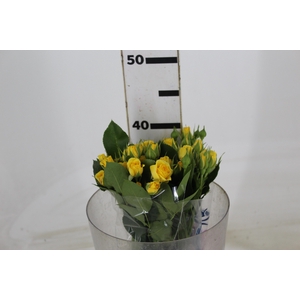 ROSA SPRAY YELLOW BABE 040 CM