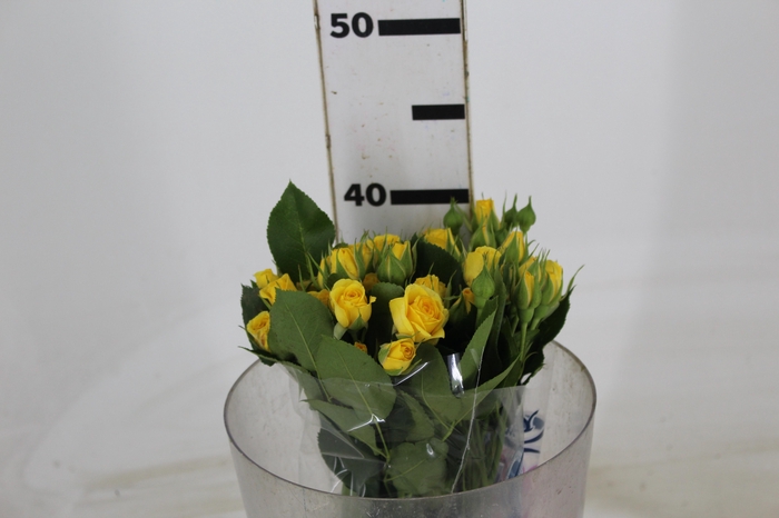 <h4>ROSA SPRAY YELLOW BABE 040 CM</h4>