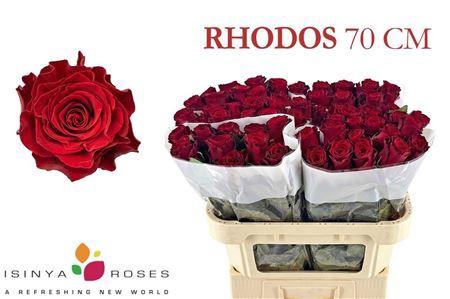 <h4>R Gr Rhodos</h4>