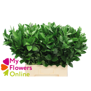 Greenery Ruscus Israeli Green 32cm CO