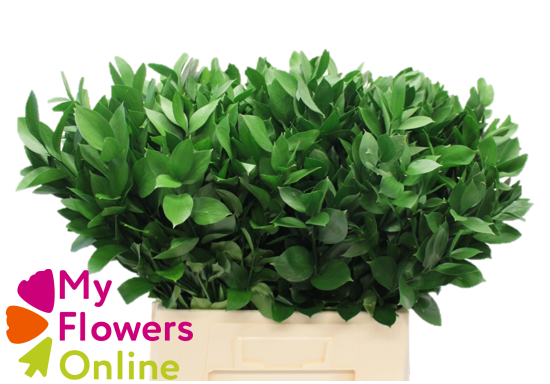 <h4>Greenery Ruscus Israeli Green 32cm CO</h4>