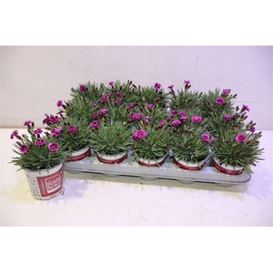 Dian Picture Perfect