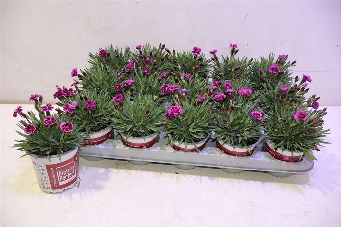 <h4>Dian Picture Perfect</h4>