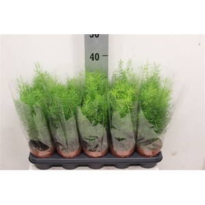 Asparagus densiflorus 'Sprengeri'