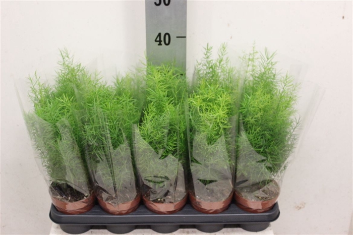 <h4>Asparagus densiflorus 'Sprengeri'</h4>