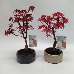 Acer Bonsai Mix 12 cm