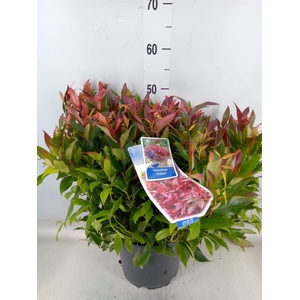Leucothoe axillaris 'Zeblid'