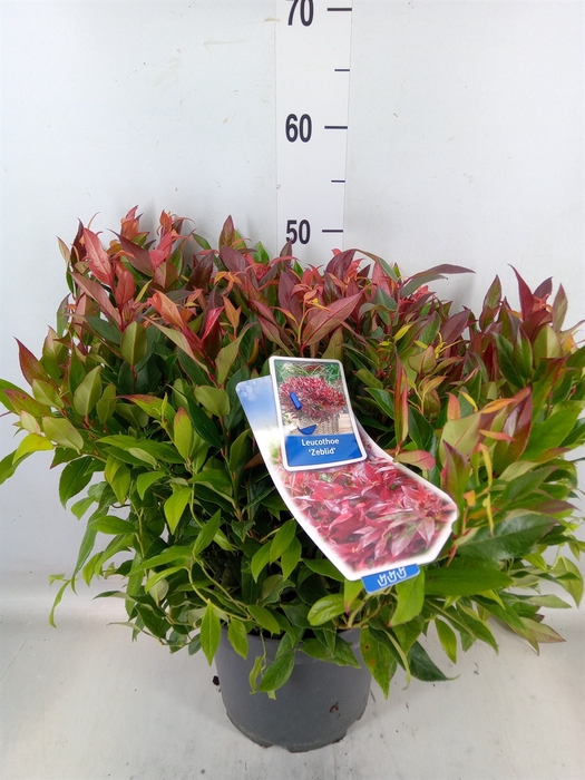 <h4>Leucothoe axillaris 'Zeblid'</h4>