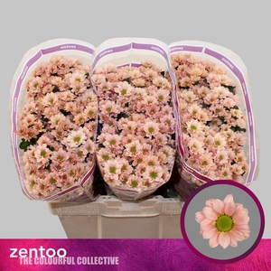 Chr San Babette Zentoo