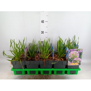 Allium  'Millenium'