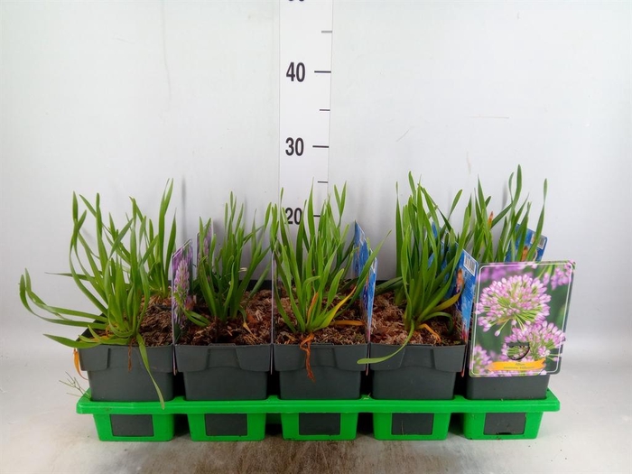 <h4>Allium  'Millenium'</h4>