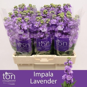 Matth Impala Lavende