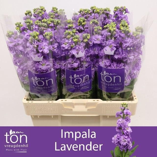 <h4>Matth Impala Lavende</h4>