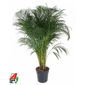 Chrysalidocarpus lutescens overig