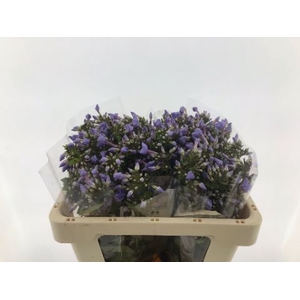 PHLOX P BUTTERFLY