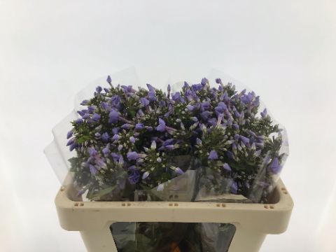 <h4>PHLOX P BUTTERFLY</h4>