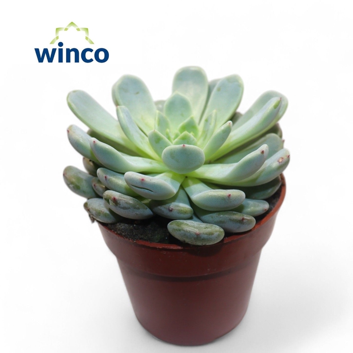 <h4>Echeveria Baena</h4>