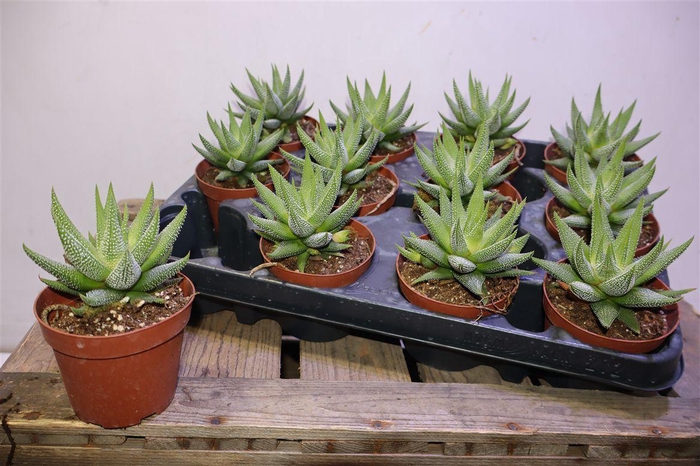 <h4>Haworthia F Concolor</h4>