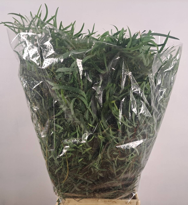 <h4>EUC NICOLY  300GR</h4>