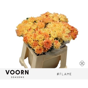 Rosa spray hastags flame