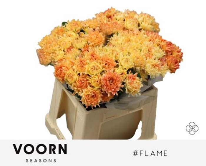 <h4>Rosa spray hastags flame</h4>