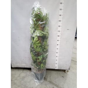 Philodendron pedatum