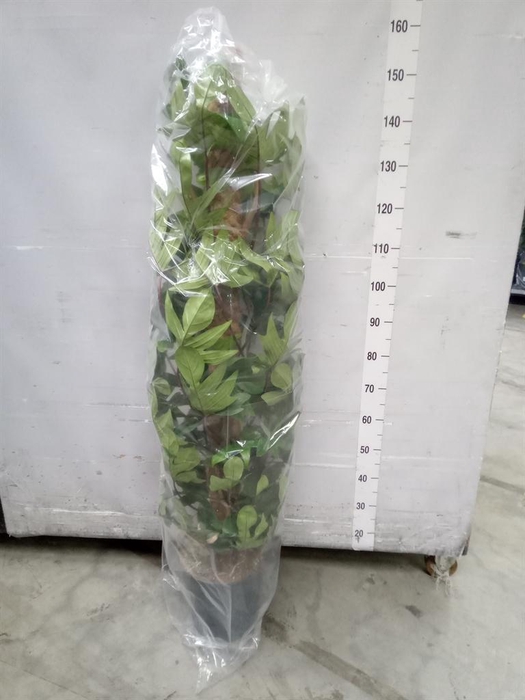 <h4>Philodendron pedatum</h4>