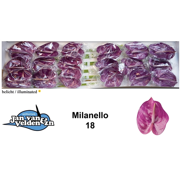 <h4>Anth A Milanello 13 cm X18 Jan van Velden</h4>