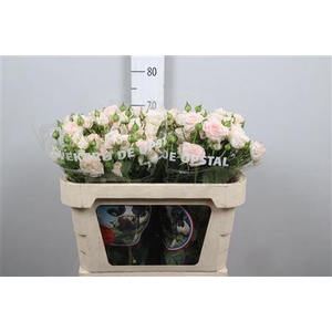 R Tr Rlm Fatal Attra