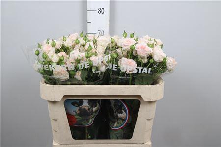 <h4>R Tr Rlm Fatal Attra</h4>