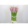 Zantedeschia Eydolls Purple White