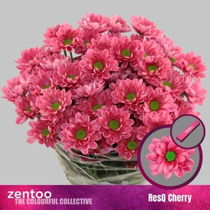 CHRYSANTHEMUM TR 'RESQ CHERRY'