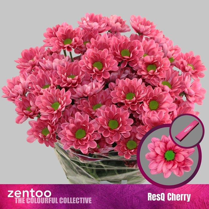 <h4>CHRYSANTHEMUM TR 'RESQ CHERRY'</h4>