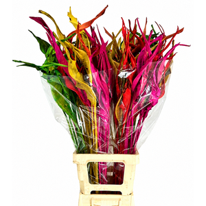 Strelitzia Leaves Dried Painted Mix