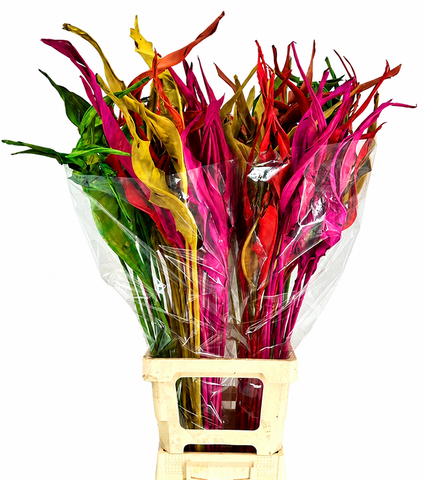 <h4>Strelitzia Leaves Dried Painted Mix</h4>
