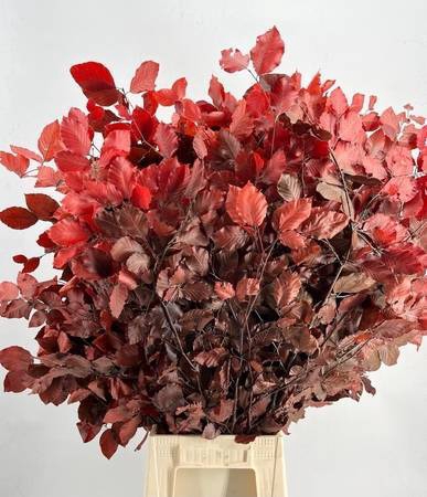 <h4>Faggio Preserved Red (beech,beuk)</h4>
