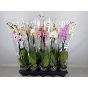 Phalaenopsis   ...mix