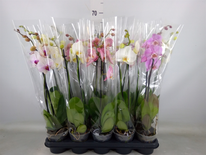 <h4>Phalaenopsis   ...mix</h4>