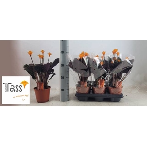CALAT CROCATA