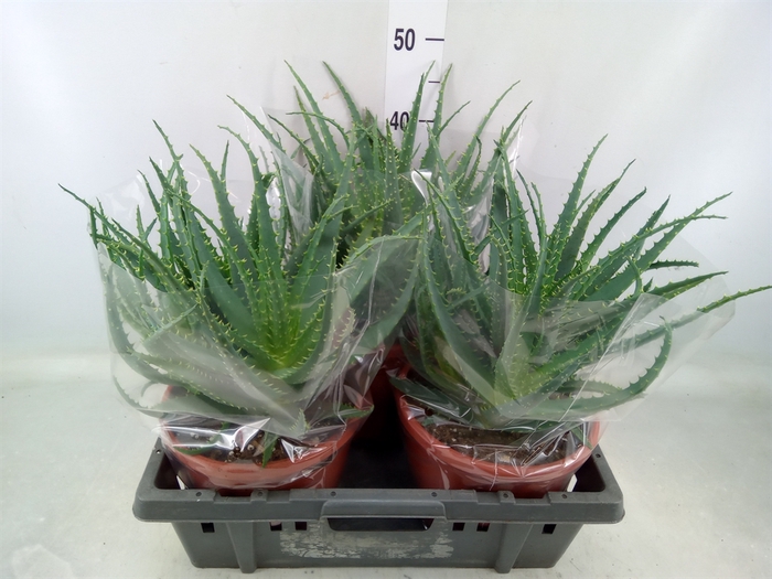 <h4>Aloe arborescens</h4>