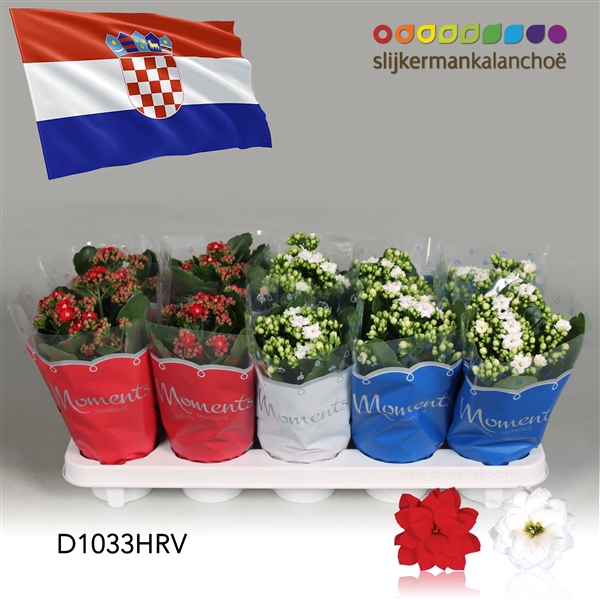 <h4>Kalanchoe Moments - Croatia flag</h4>