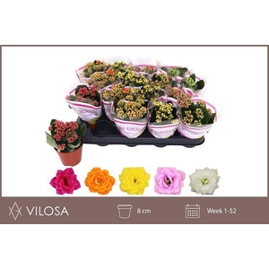KALAN CALAN MIX LE BLOOM P8