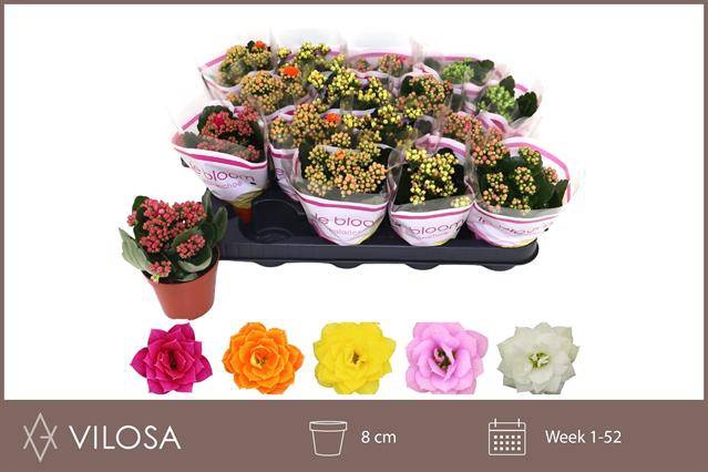 <h4>KALAN CALAN MIX LE BLOOM P8</h4>