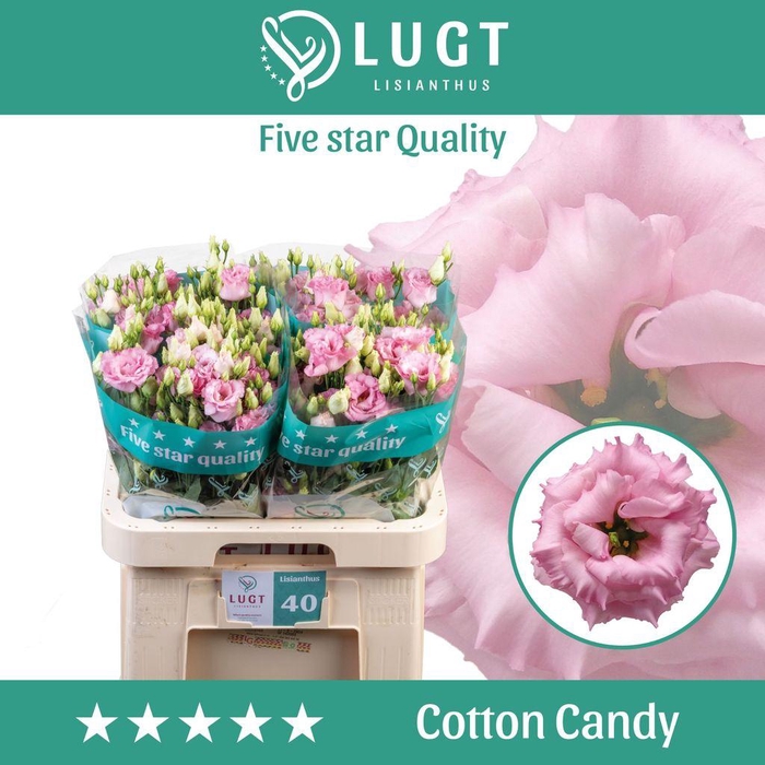 <h4>Lisianthus do cotton candy</h4>