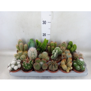 Cactus   ...mix