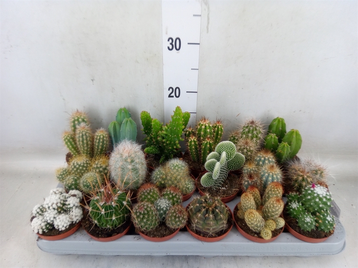 <h4>Cactus   ...mix</h4>
