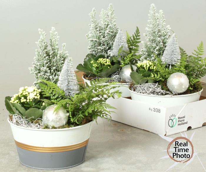 <h4>Arr Tuinplanten</h4>