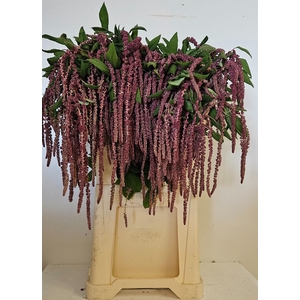AMAR CA RED CORD