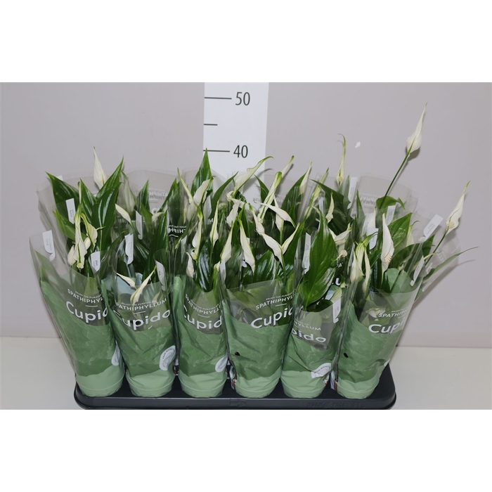 <h4>Spathiphyllum Pearl Cupido</h4>